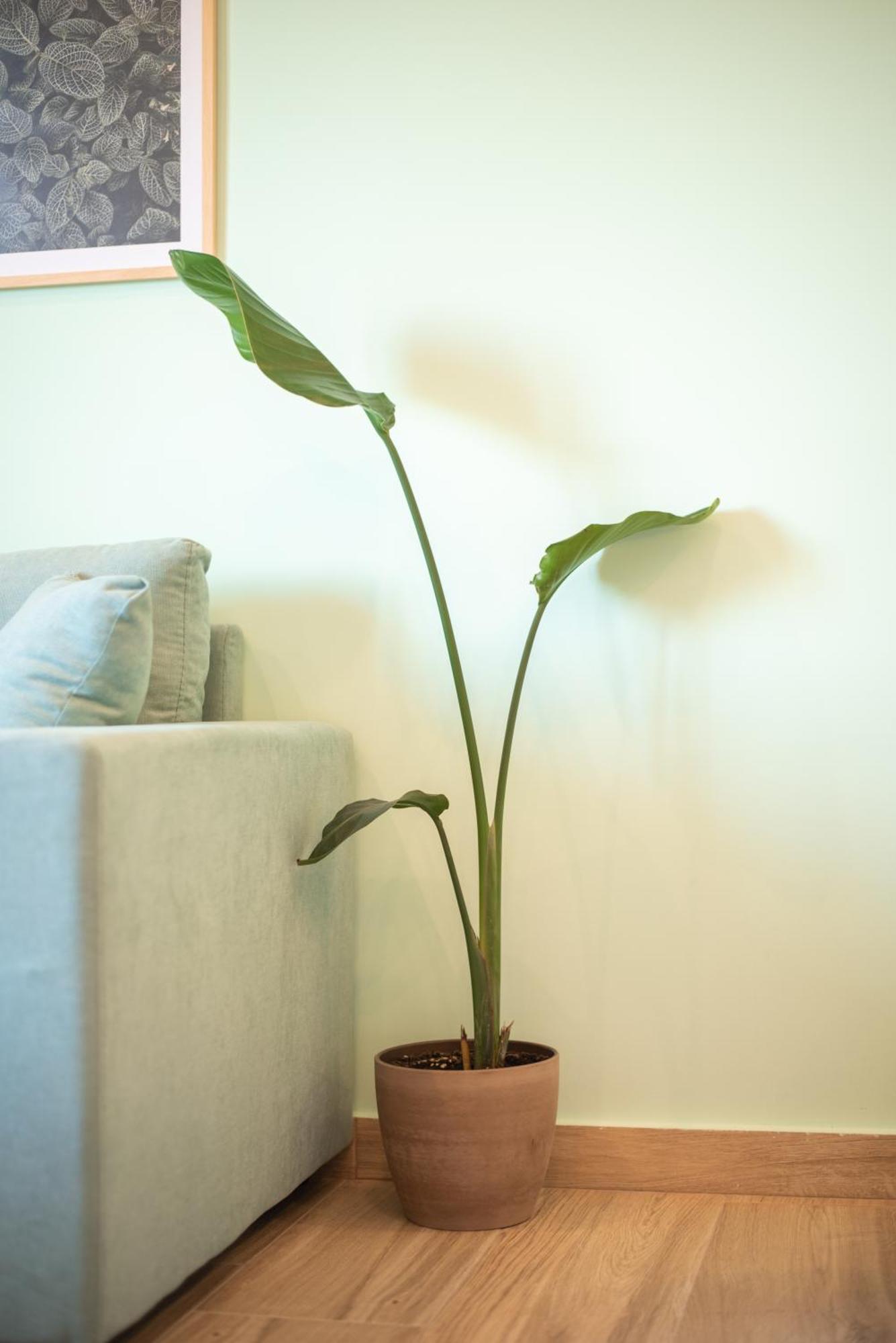 Apartment Menta